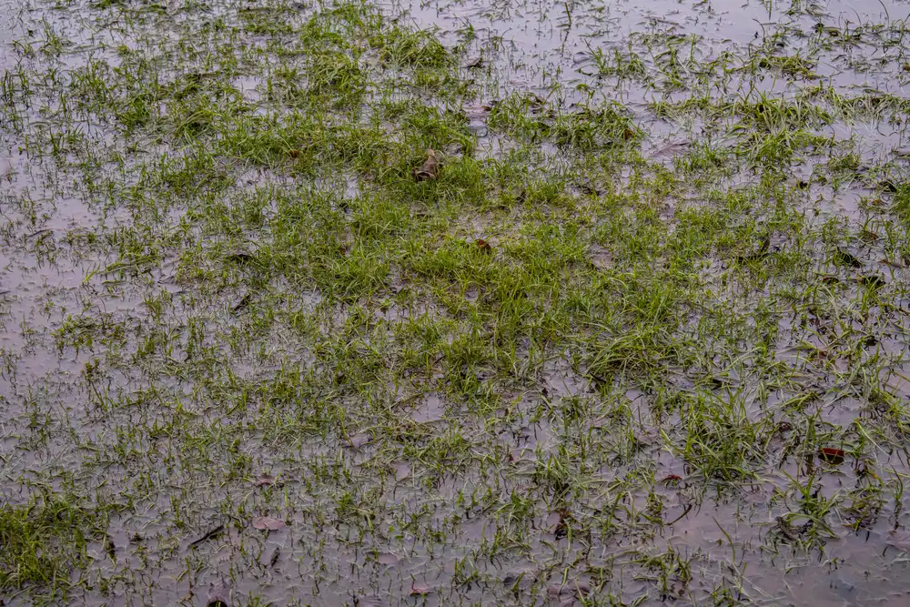 flooded yard puddles