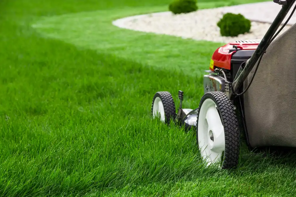 professional law mower service