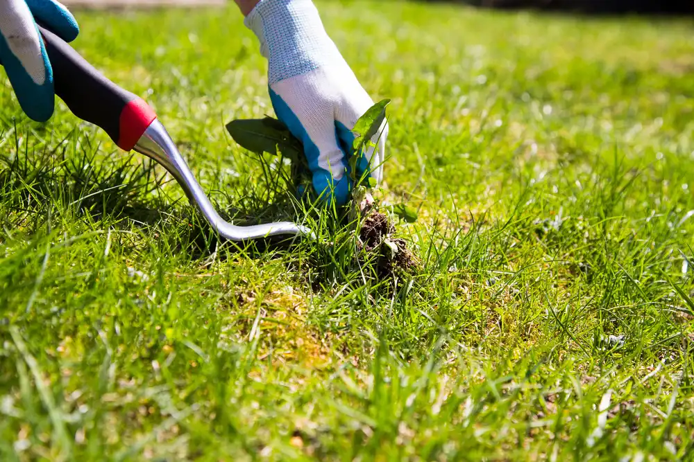 weed removal with tool