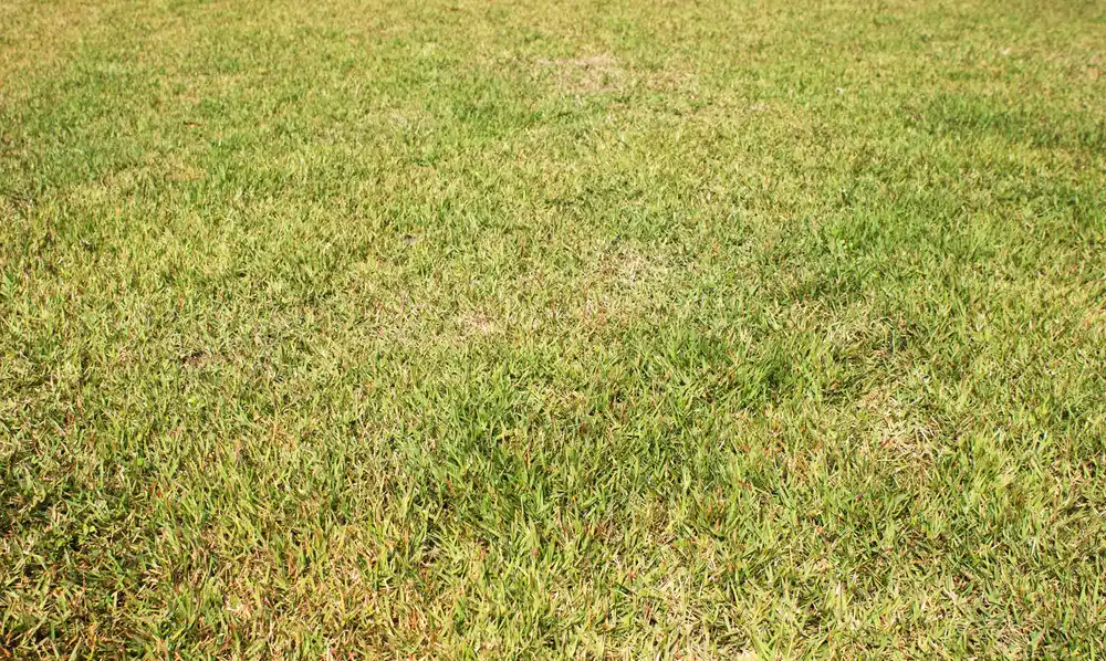 browned grass